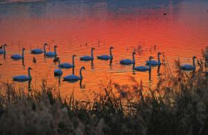 來約！萬只白天鵝在三門峽等你